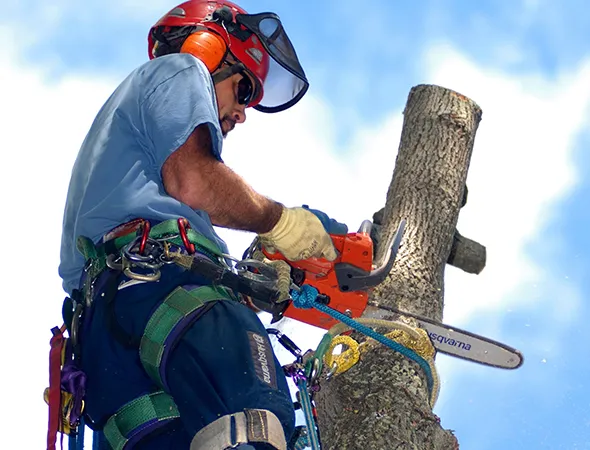 Professional tree removal expert using a chainsaw to trim branches in London, Ontario.