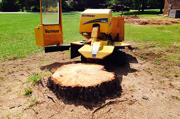 Affordable stump grinding services in Strathroy, Ontario with a stump grinding machine.