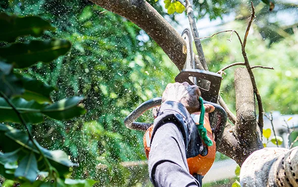 Affordable tree removal company in Woodstock, Ontario, showing tree climbers removing a tree.