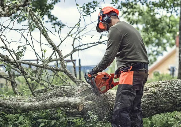 Affordable tree trimming services in Stratford, Ontario, with a worker cutting a tree branch.