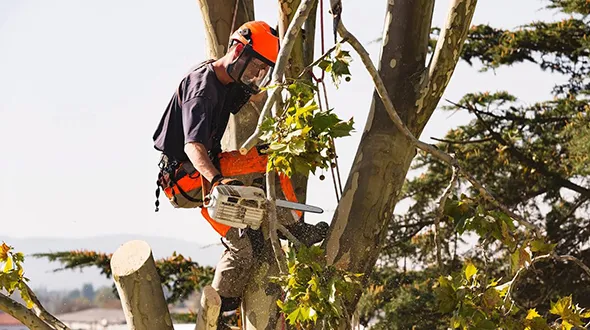Emergency tree service team in action, removing a tree after a storm in London, Ontario.