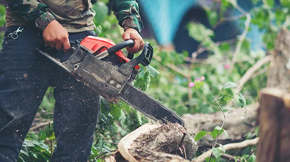 Hazardous tree removal expert using a chainsaw to safely remove a tree in Stratford, Ontario.