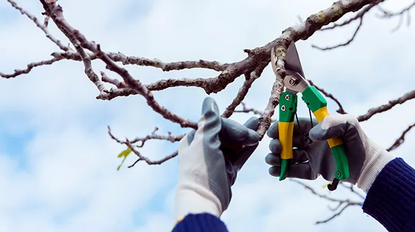 Expert tree trimming by professionals in Strathroy, Ontario for safety, health, and curb appeal.