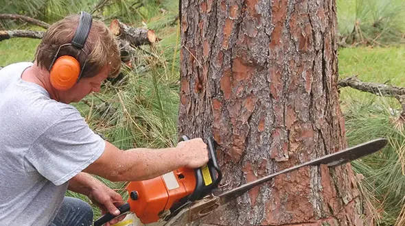 Hiring tree removal experts showing professional using chainsaw in St. Thomas, Ontario.