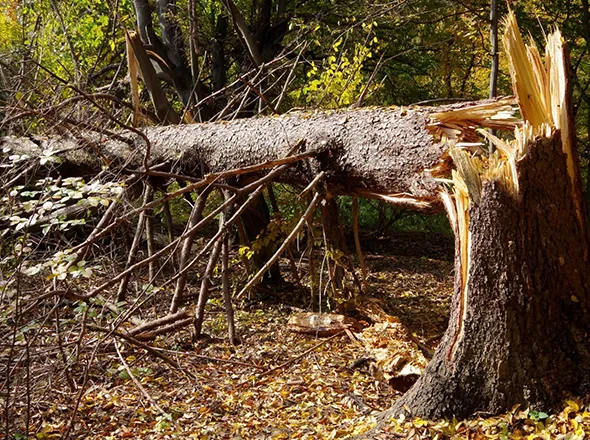 Storm damage tree in Stratford, Ontario, showing a fallen tree blocking a path.