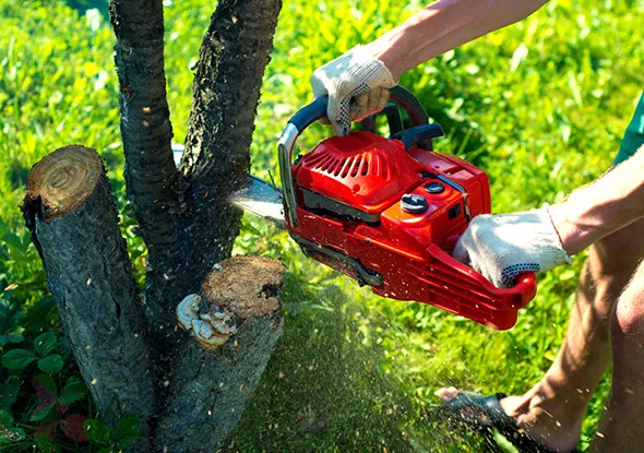 Efficient tree pruning and trimming in London, Ontario, showing a well-maintained tree.