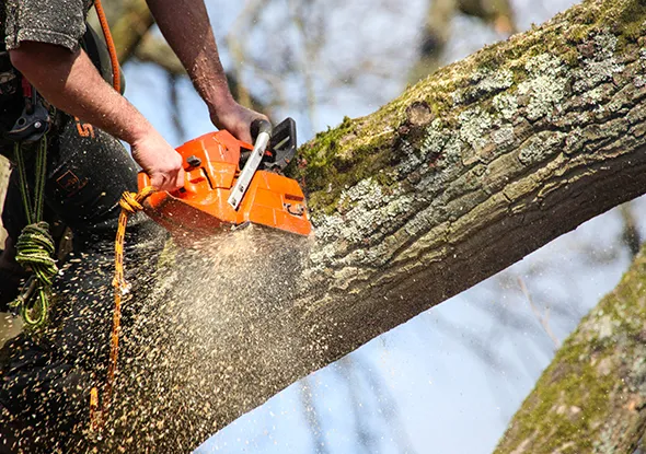 Emergency tree removal in London, Ontario with a chainsaw.