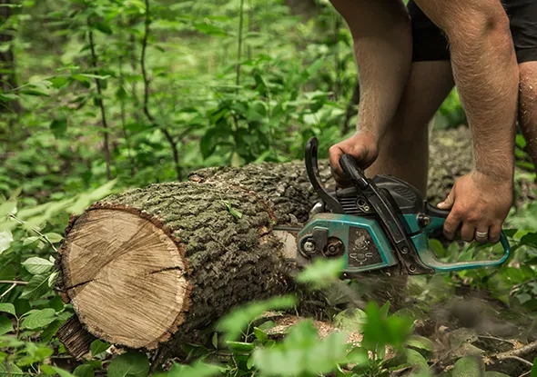 Emergency tree removal in London, Ontario, with a chainsaw cutting a fallen tree.
