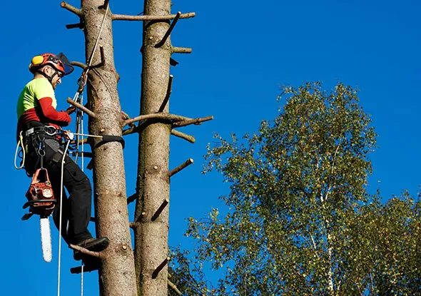 Expert tree cutting and shaping services in Woodstock, Ontario, featuring a tree trimmer at the top of a tree.