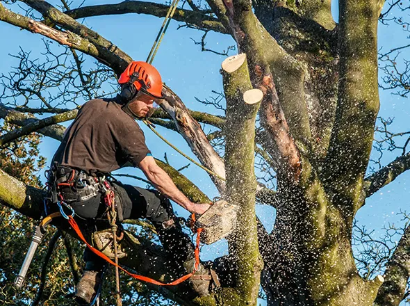 Emergency tree removal in Woodstock, Ontario, with a tree service worker cutting branches.