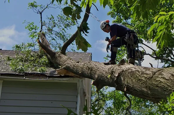 Fast fallen tree removal in St. Thomas, Ontario, showing a tree fallen on a house.