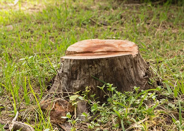 Tree stump in a London, Ontario lawn ready for stump grinding and removal services.