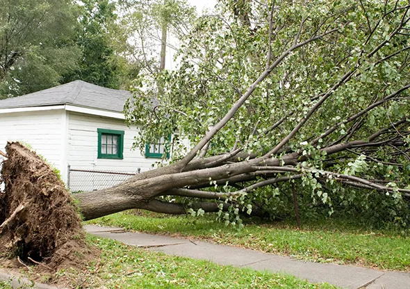 Fallen tree blocking a house in Strathroy, Ontario for tree removal service.
