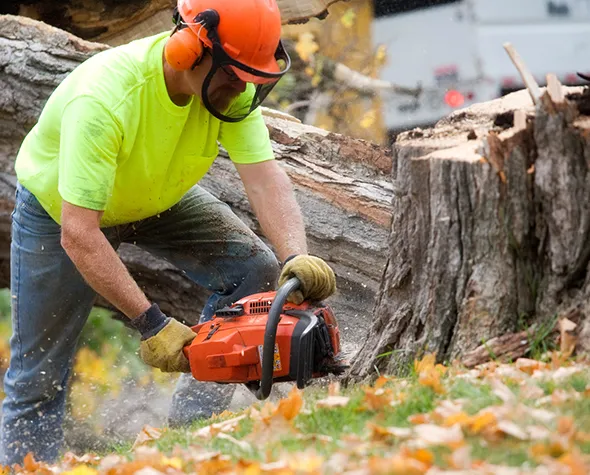 Stump grinding service in Woodstock, Ontario, with a worker grinding a tree stump.