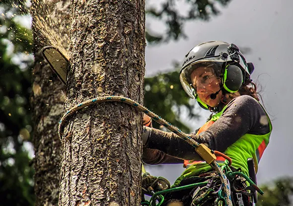 Professional tree climber removing a hazardous tree branch in Stratford, Ontario.