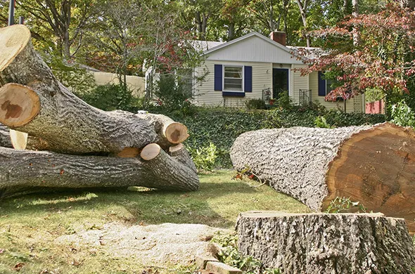 Residential tree trimming project in Strathroy, Ontario, showing cut tree branches and a well-maintained yard.