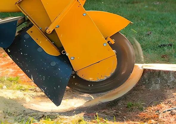 Close up of stump grinder blade for professional stump removal in Stratford, Ontario.
