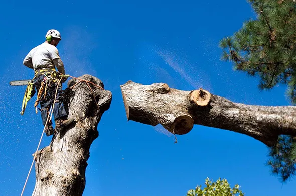 Tree removal worker removing a tree in Stratford, Ontario.