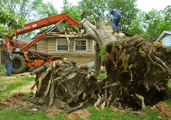Fallen tree removal in St. Thomas, Ontario, with a crane removing a large tree.