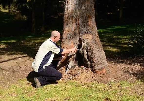 Hazardous tree assessment in Strathroy, Ontario, with a professional inspecting a large tree.