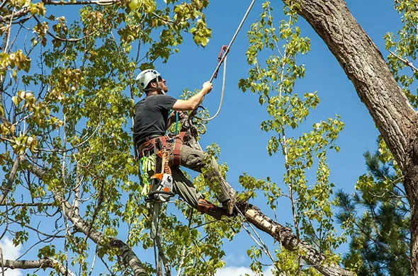 Best tree trimming service in St. Thomas, Ontario, showcasing a tree trimmer working on a tall tree.