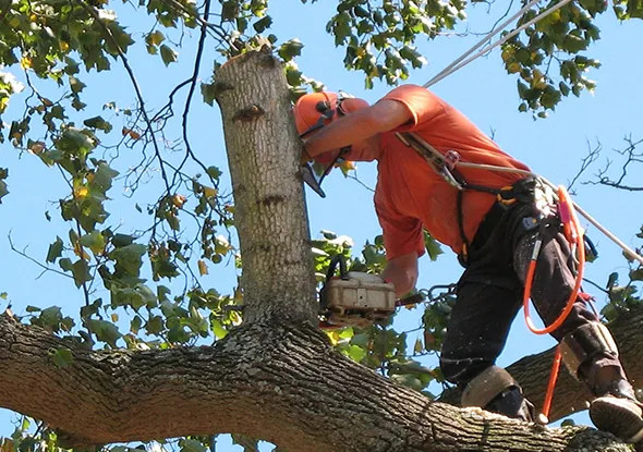 Emergency tree service professional removing a damaged branch in London, Ontario.