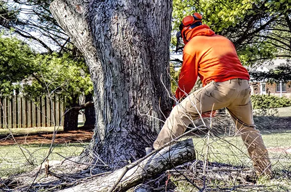 Hazardous tree removal expert removing a tree in Woodstock, Ontario.