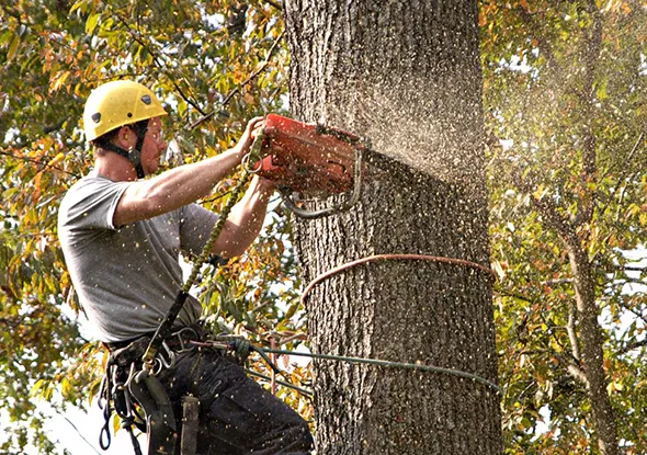 Professional tree service worker using chainsaw for tree trimming in London, Ontario.