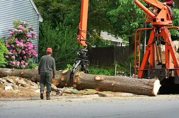 Professional tree removal equipment in St. Thomas, Ontario, with workers removing a large tree.