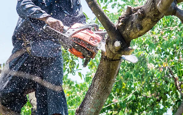 Trusted tree removal experts in Strathroy, Ontario, cutting a tree.