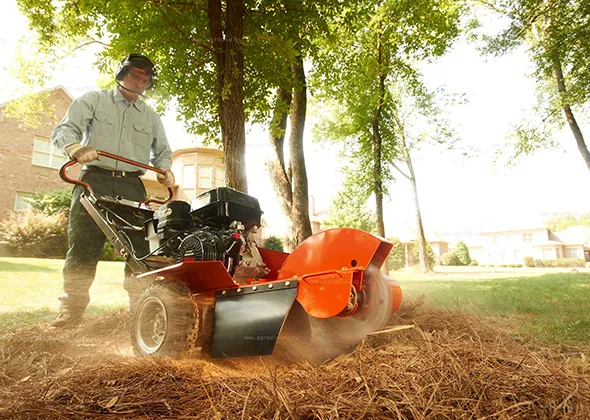 Tree stump removal in St. Thomas, Ontario with a stump grinder machine.