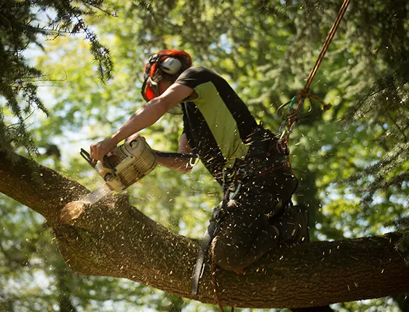 Certified Commercial Tree Technicians in London, Ontario, working on a tree.